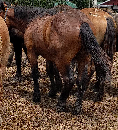 ジェイラベンダー２０２１